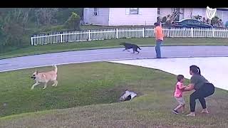 German shepherd saves sixyearold from being attacked by another dog [upl. by Llarret]