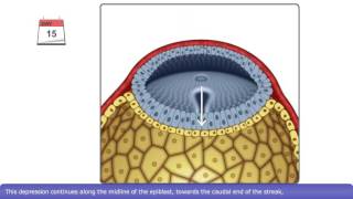 The Process of Gastrulation [upl. by Leboff]