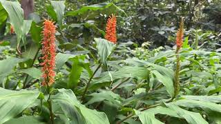 Plant Spotlight  Hedychium densiflorum [upl. by Sivatco]