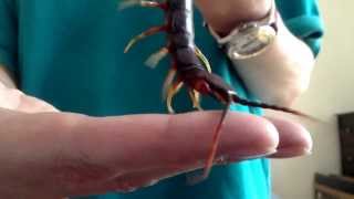 Handling My Darwins Goliath Centipede Scolopendra galapagoensisHD [upl. by Manly]