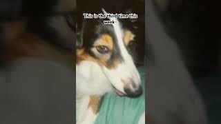 My gosh my dog keeps stealing my phone [upl. by Annairt]