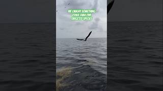 Caught a bird while fishing for Redfish in Homosassa FL shorts catchandrelease redfish birds [upl. by Diver]