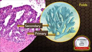 Seminal vesicle Histology [upl. by Mayes]