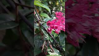 Clerodendrum thomsoniae nature gardening youtubeshorts viralshorts reels plants flowers [upl. by Echikson]