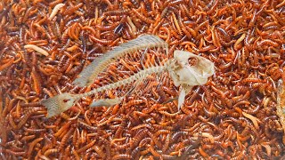 Mealworms vs Fishes  Mealworms Unusual Mukbang [upl. by Ewall]