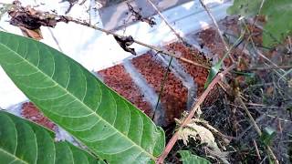 Capital Naturalist Ailanthus Webworm Moth Caterpillars [upl. by Zeb]