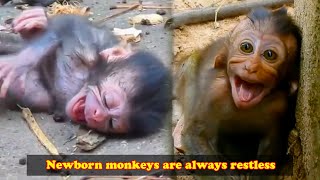 Look The newborn monkey will easily lose its calm [upl. by Carleen]