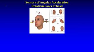 Sensors of Linear and Angular Acceleration [upl. by Staw]