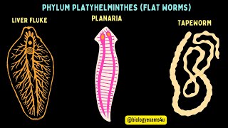 Phylum Platyhelminthes General Characters with Examples Flat worms Animal Kingdom biologyexams4u [upl. by Haseefan]