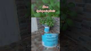 Getting started with hydroponics at homeshorts hydroponics [upl. by Sutherlan]