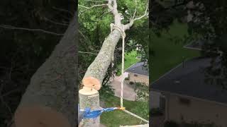 hackberry limb climber chainsaw trewwork arborist [upl. by Shaughn421]