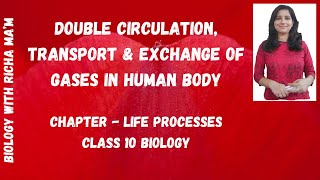 DOUBLE CIRCULATION SCHEMATIC REPRESENTATION OF TRANSPORT AND EXCHANGE OF O2 amp CO2 IN HUMAN BODY [upl. by Egidio881]