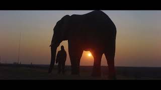 DIARY OF AN ELEPHANT ORPHAN Official Trailer [upl. by Cathee]