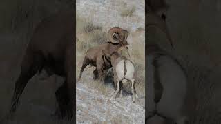 Wildlife PhotographyBest Bighorn Sheep Ram Head butting FightBattleBashRutSnowSound shorts [upl. by Devonne760]