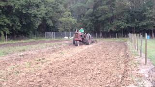 The Farmall 504 Discing with a 8 burch disc [upl. by Outlaw]