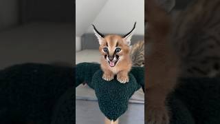 Caracal kitten ❤️ [upl. by Ardnuaed]