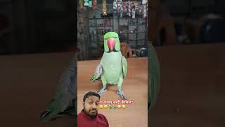 Tote ne nishana lagana sikhaya shorts comedy funny parrot totewali tota greenscreen mithu [upl. by Knepper589]