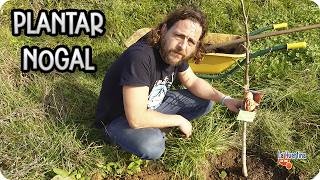 Como y cuando plantar un nogal  Cuidados Y Necesidades de este árbol  La Huertina De Toni [upl. by Elinad]