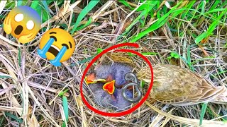 How a bird laboriously finds food for its baby beautyofnature4988 [upl. by Omrelliug]