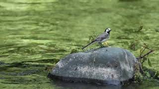 Bergeronnette griseMotacilla alba sur la rivière le Ger à Soueich [upl. by Akiria]