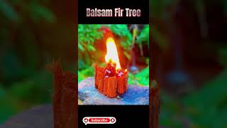 Nature Gift  Fire kit ll నేచెర్స్ ఫైర్ కిట్ ll TOT FACTS [upl. by Goody742]