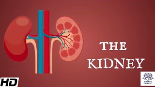 Kidneys Anatomy Picture and Function [upl. by Nol]