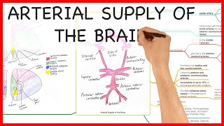 THE ARTERIAL SUPPLY OF THE BRAIN ANATOMY SERIES [upl. by Letnom]