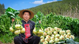 Bounty of Love Harvest Kohlrabi amp Cook Hot Dishes for Daughter  Goes to Market Sell  Ly Trung Thu [upl. by Atteuqal543]