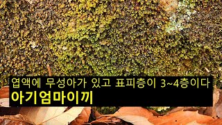 아기엄마이끼 Scapania ligulate subsp ligulta [upl. by Edahs]