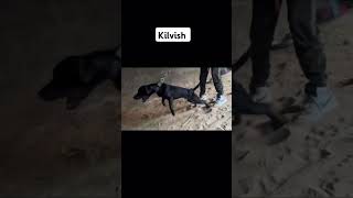 Kilvish apbt pets pitbull dog subscribe shorts youtube [upl. by Dicky26]