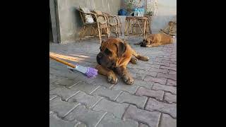 ماستيف هب مصر  Mastiff Hub Egypt  Boerboel [upl. by Nus]