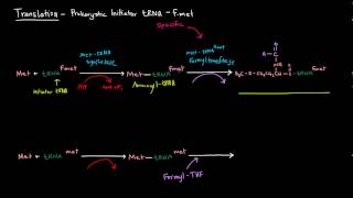 Translation Part 4 of 8  Prokaryotic Initiator tRNA  fmet [upl. by Haddad]