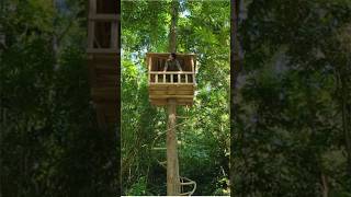 Part 2 Big tree house bushcraft survival build bushcraftshelter outdoorsurvival survivalskills [upl. by Northrop]