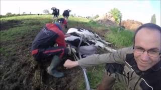 Vêlage dune Vache prim holstein a laide dune vêleuse GoPro [upl. by Atsyrc]