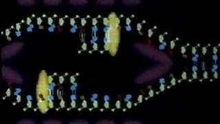 DNA Replication Animation [upl. by Diahann]