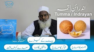 Tumma  Kortuma  Indrayan  Colocynth  Pait k keeray ka ilaj  Dama aur Balgham  Weight loss [upl. by Amsed]