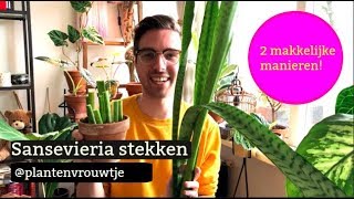 Sansevieria stekken 2 makkelijke manieren [upl. by Maharba]