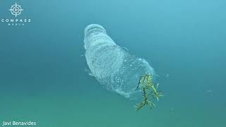 Diver Swims Alongside Alienlike Pyrosome [upl. by Vinni]