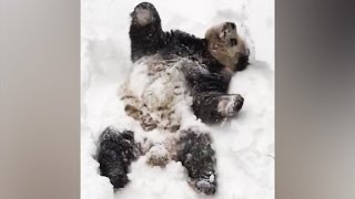 Giant pandas heartwarming snow day [upl. by Wrdna]