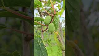 La plus grande collection de Kiwaï Actinidia arguta dEurope 🥝 [upl. by Michaele387]