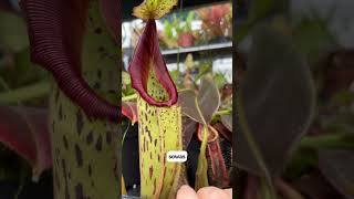 Nepenthes mollis x veitchii x maxima Wavy Leaf  Kannenpflanzen von Fangblatt nepenthes plants [upl. by Nirehtac]