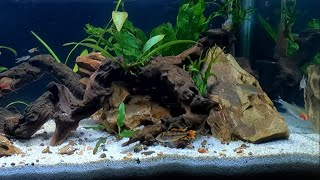 NATURAL AQUARIUM 3 Week Update WOW [upl. by Glendon839]