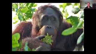 Naturetrek Roadshow Borneo [upl. by Sanjiv]