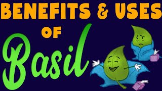 How is BASIL good for you  Basil medicinal properties [upl. by Wilde]