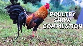 POULTRY EXPO 2023 COMPILATION [upl. by Anej84]