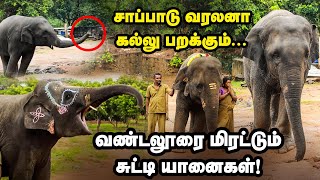 வண்டலூரை கலக்கும் 6 வயது குட்டியானை😍  Vinayaka Chaturthi Special Treat For Vandalur Zoo Elephants [upl. by Seana]