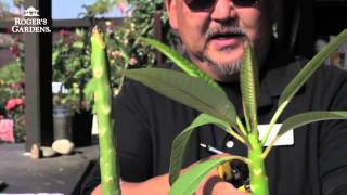 How to Root a Plumeria Cutting with Steve Goto [upl. by Adlaremse]