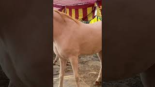 nukari 65hight horse stallion viralvideo horselover horselover ghora chatthavlogs98 [upl. by Ailadi337]