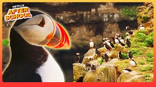 Puffin Pairs Reunite 🐧 Our Oceans  Netflix After School [upl. by Calloway]