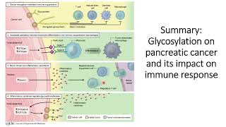 Glycosylation in pancreatic cancer cells and its impact on Immune Response code 514 [upl. by Adnirem776]